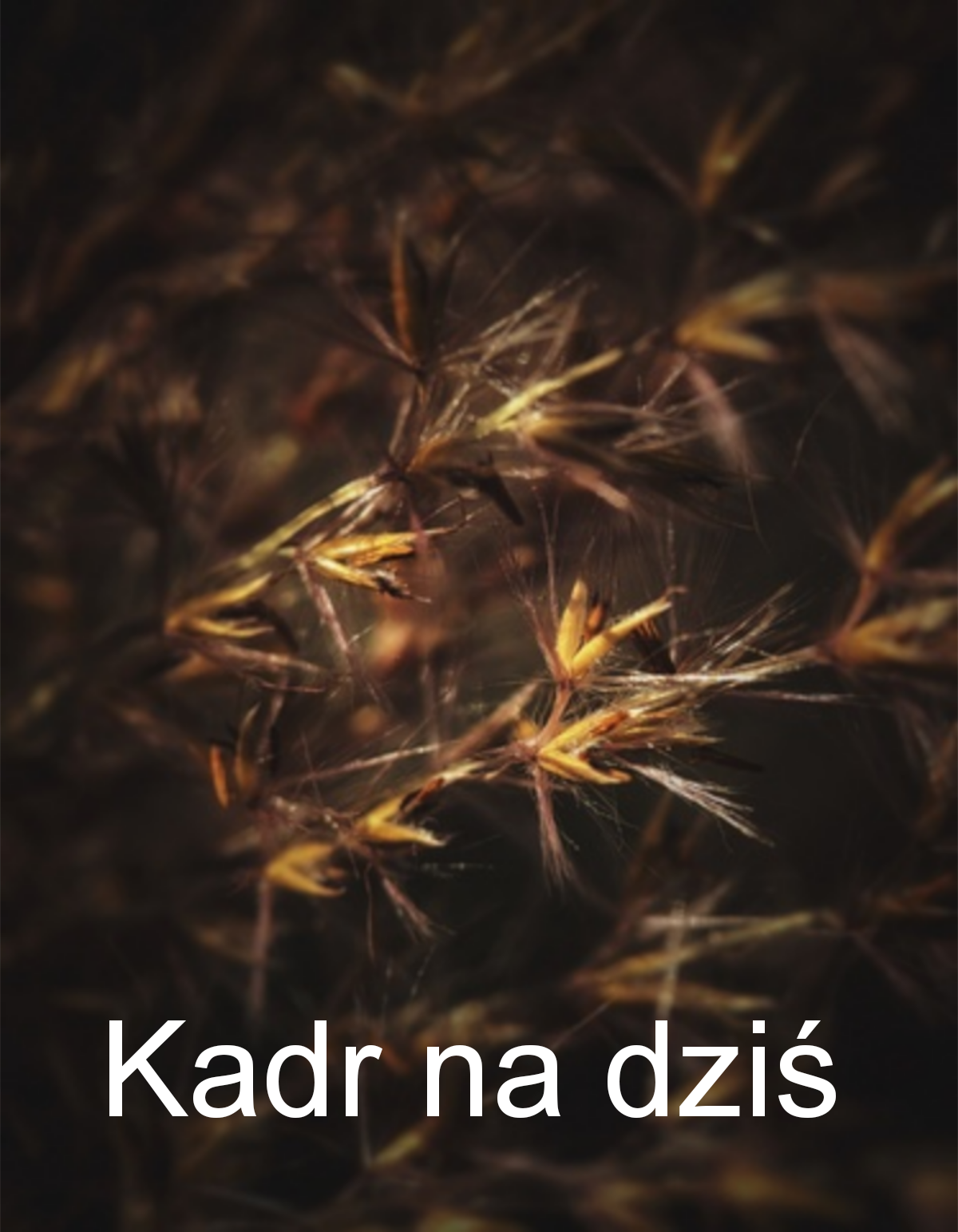 Zbliżenie na turzycę. Ciemne tło tworzy kontrast. Napis na zdjęciu: Kadr na dziś.